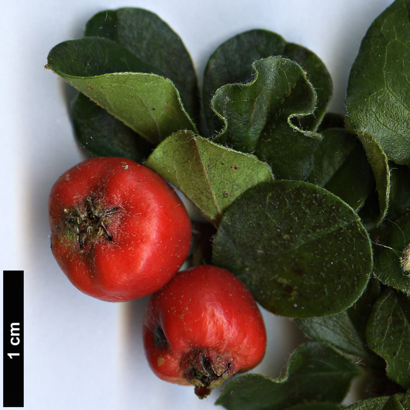 High resolution image: Family: Rosaceae - Genus: Cotoneaster - Taxon: nanshan